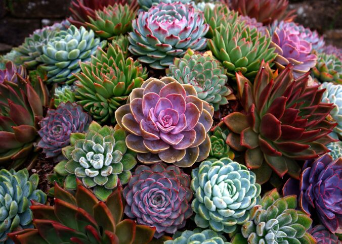 L'Echeveria