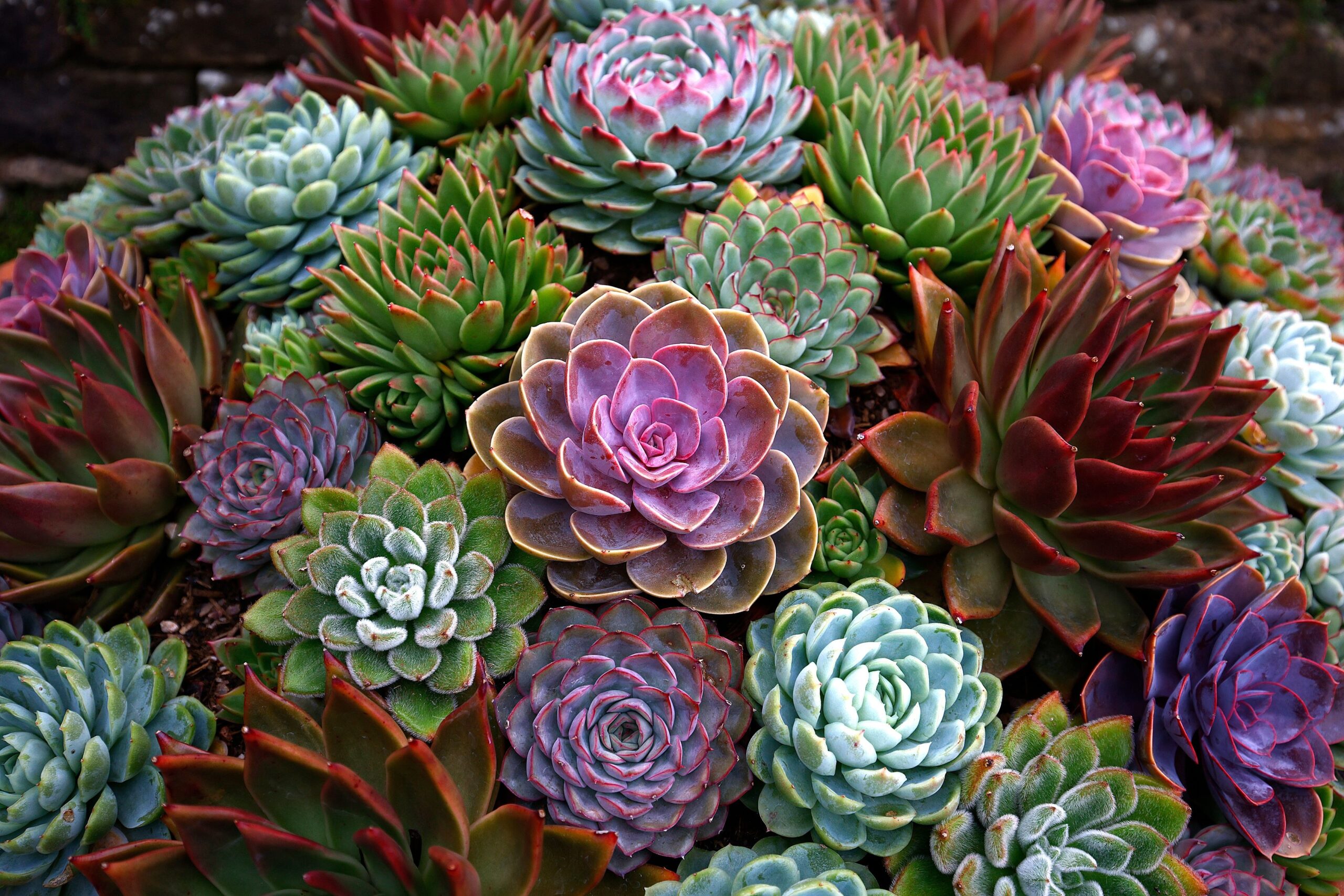 L'Echeveria