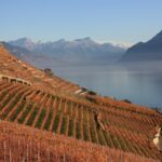 Vignobles en bord de mer