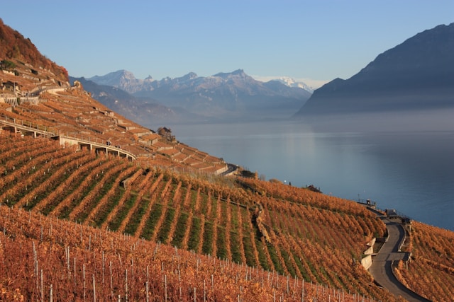 Vignobles en bord de mer