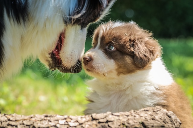 votre chien