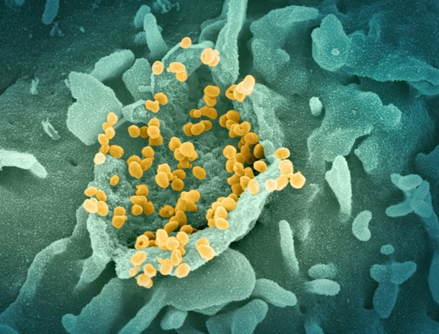 Immunité et prévention